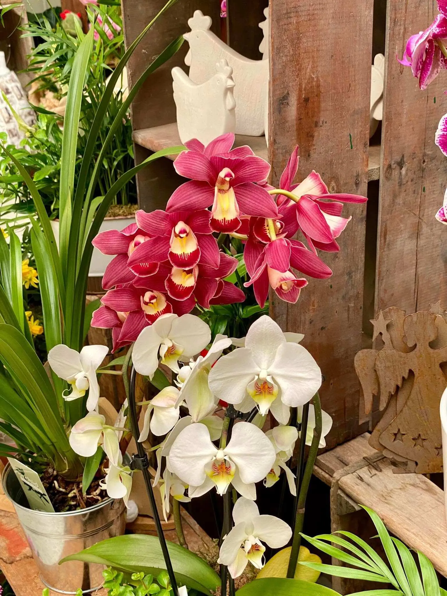 Fleurs rouge et blanche Maison Gilles