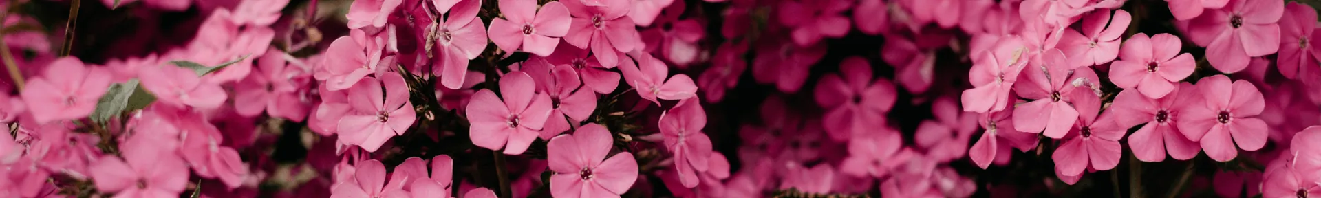 Fleurs rose représentant la jardinerie maison gilles