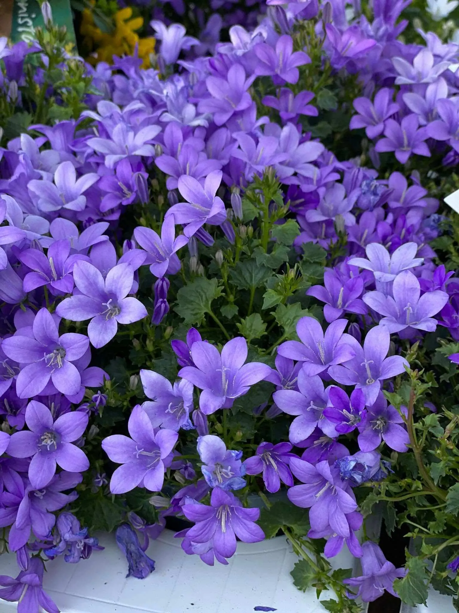 Fleurs mauve représentant la jardinerie maison gilles