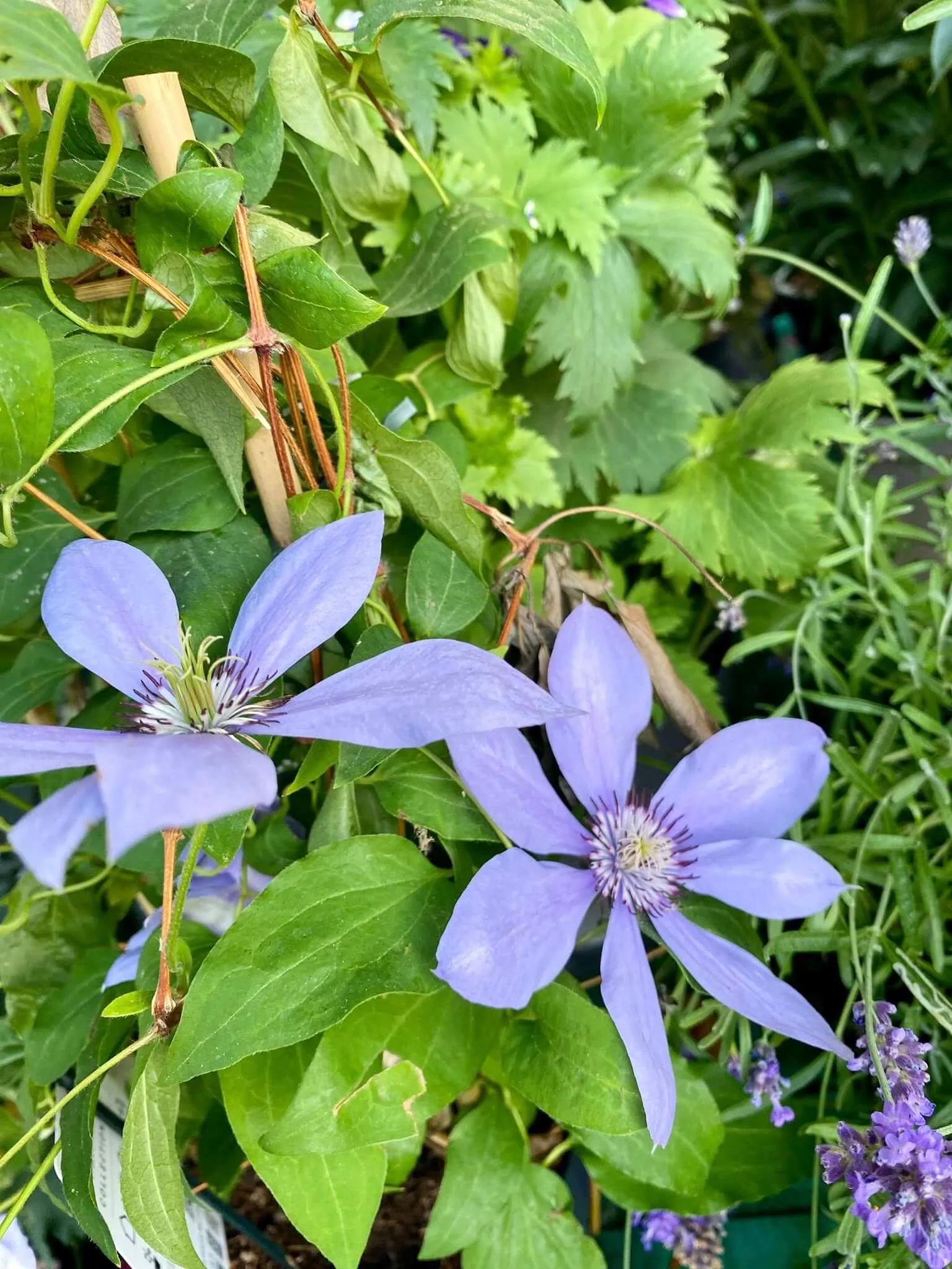 Fleurs bleu/mauve Maison Gilles